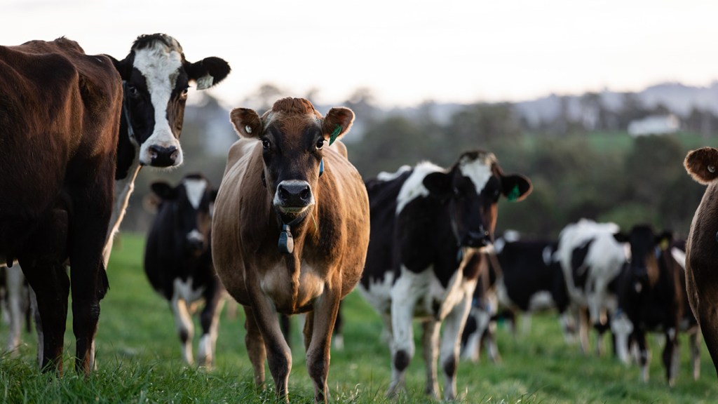 Thumbnail for Why DIY cattle pregnancy testing could expose Australia to a deadly invasion