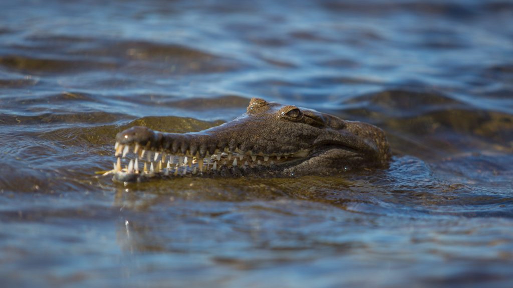 Thumbnail for Wildlife officers sent to scene of freshwater croc attack