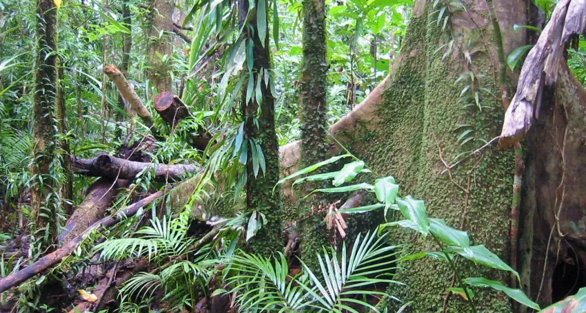 Thumbnail for Deadwood: Proof that climate change sucks the life out of our rainforests