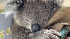 Thumbnail for Double-whammy: Researchers find second ‘AIDS-like’ virus killing our koalas
