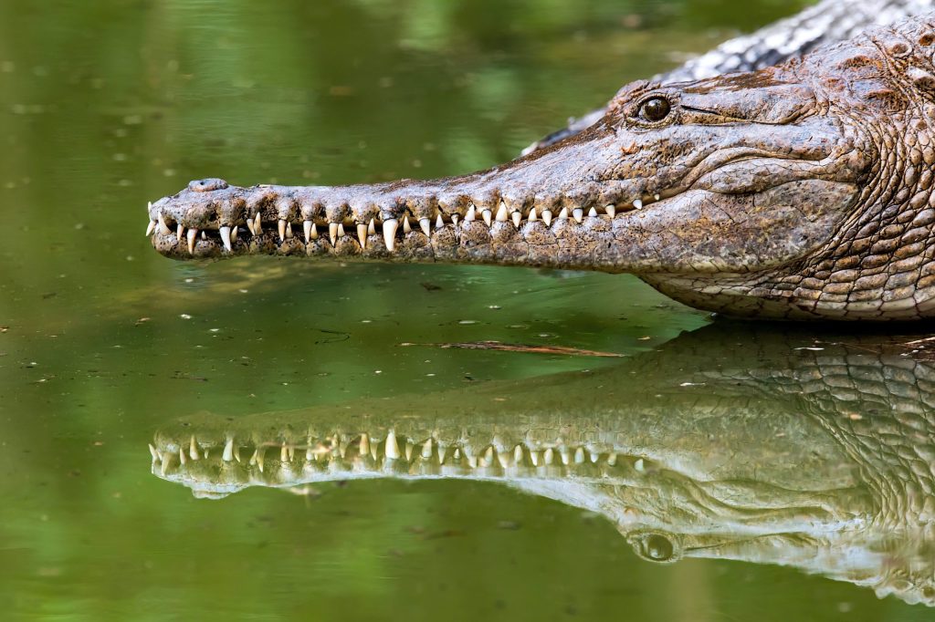 Thumbnail for Man wrestles free from croc at remote swimming hole