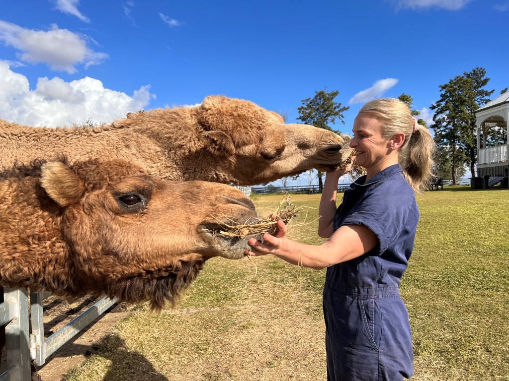 Thumbnail for Going rogue: Why this vet has big plans for feral camels