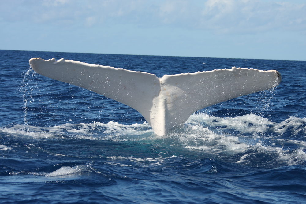 Thumbnail for 40,000 whales in 10,000km migration, but still only one true ‘rock star’