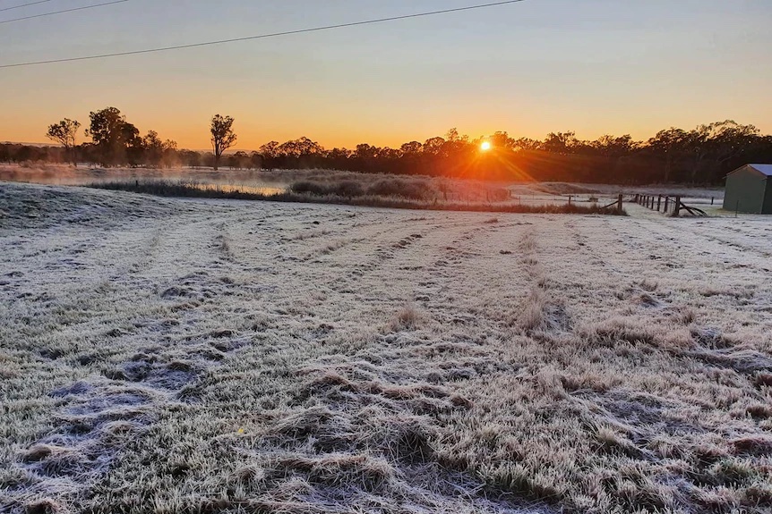 A frosty paddock near Warwick this week. (Image: ABC)