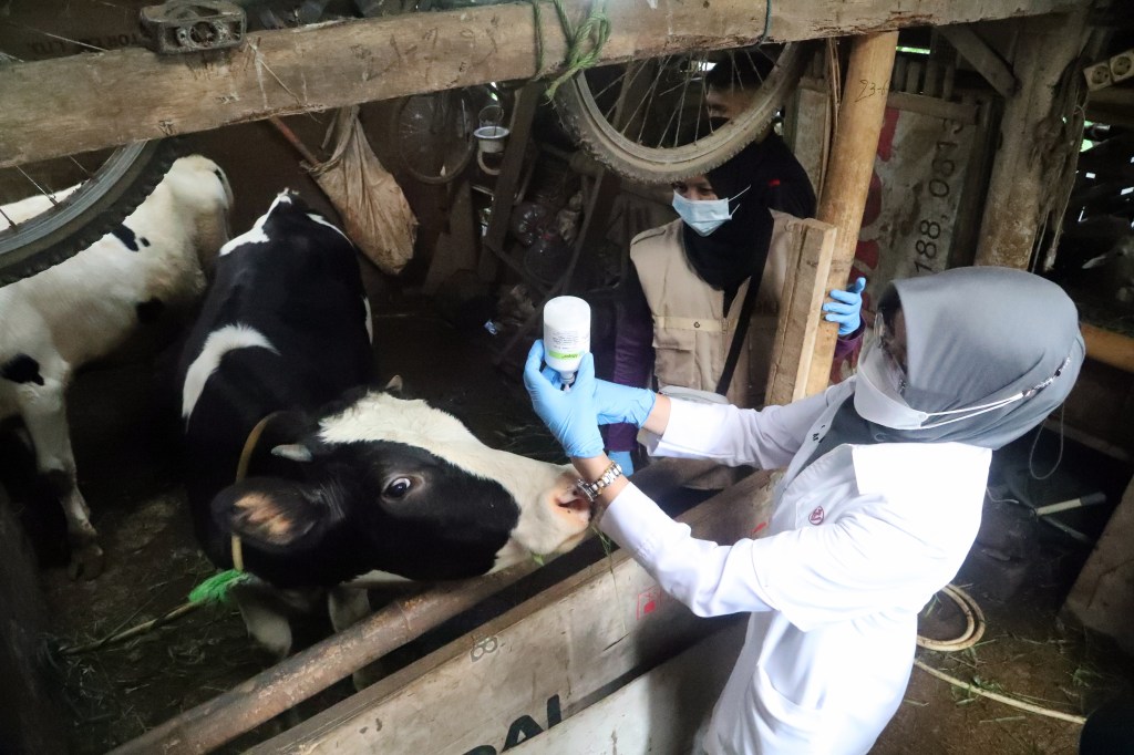 Thumbnail for Virus could cripple our $80b livestock industry overnight, says minister