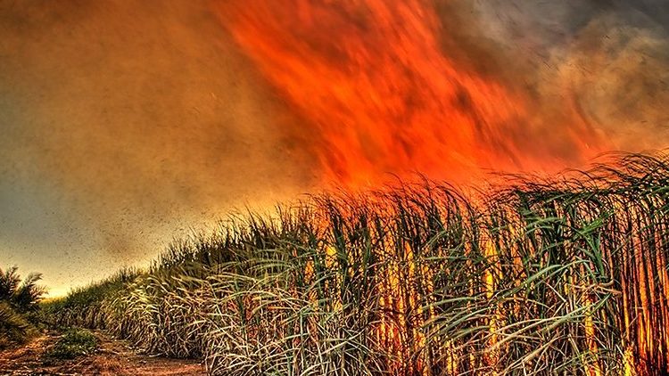 Thumbnail for Why Queensland’s energy future could come sugar-coated