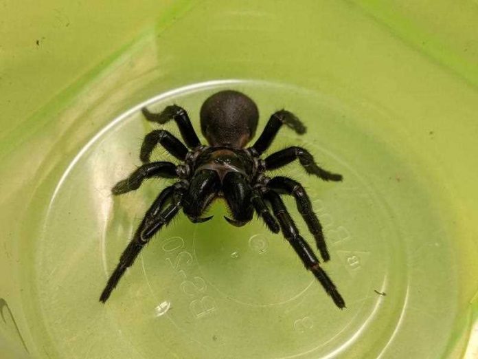 Thumbnail for Creepy crawly lifesaver: Spider venom may hold key to treating heart attacks