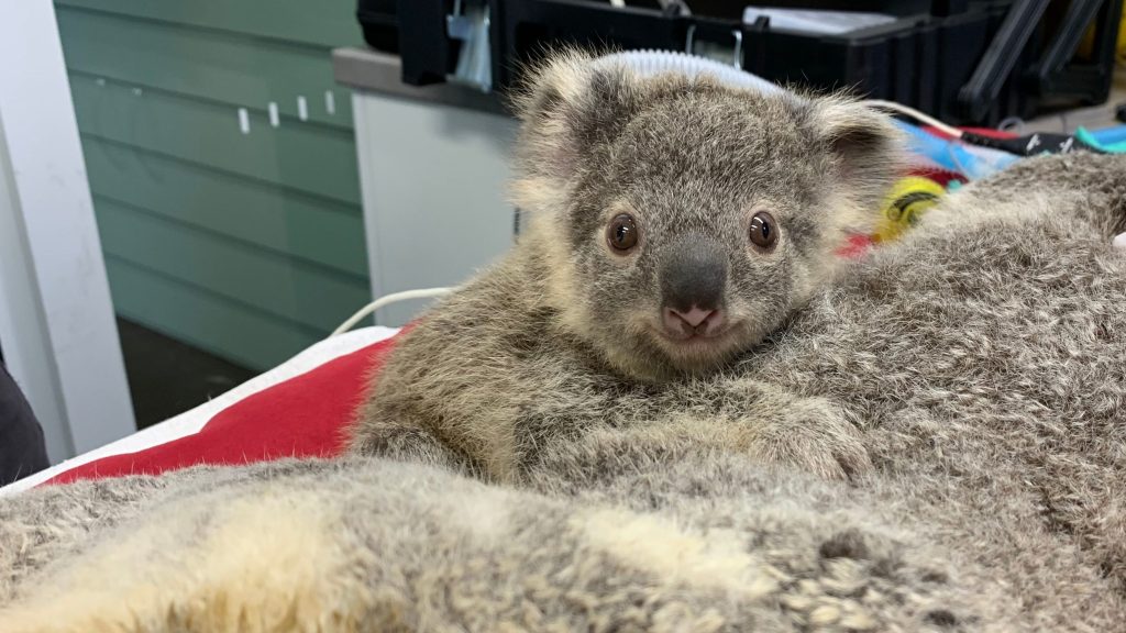 Thumbnail for Study finds koala rescue plan may not be working