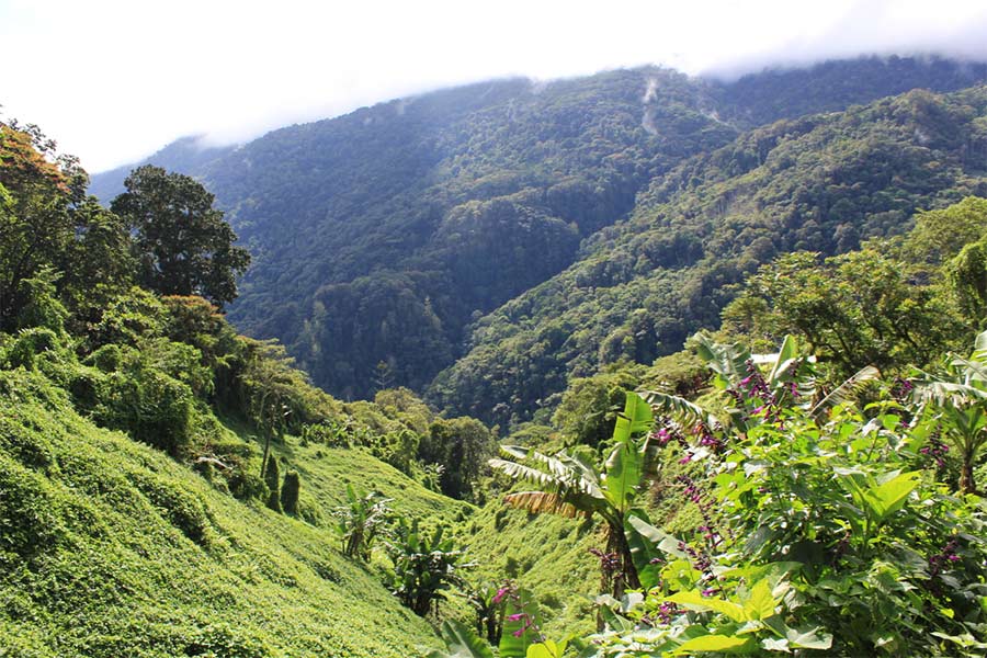 Thumbnail for Eighty years after Kokoda, the muddy trail still remains central to our national identity