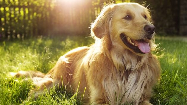 Thumbnail for How a faithful pooch helped millions of Aussies deal with pandemic