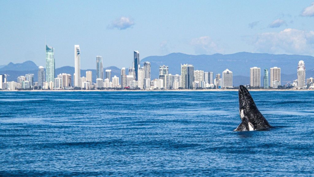 Thumbnail for Thar she blows: Meet the travellers hitting the Gold Coast in record numbers