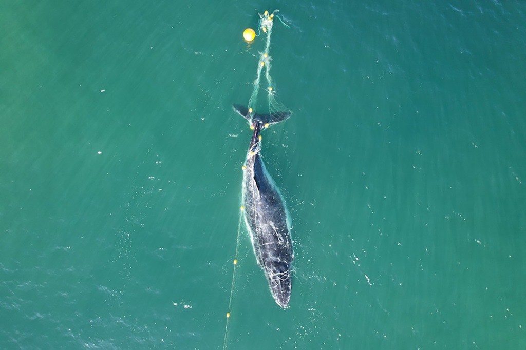Thumbnail for All tied up: Expect more whales in shark nets, say activists