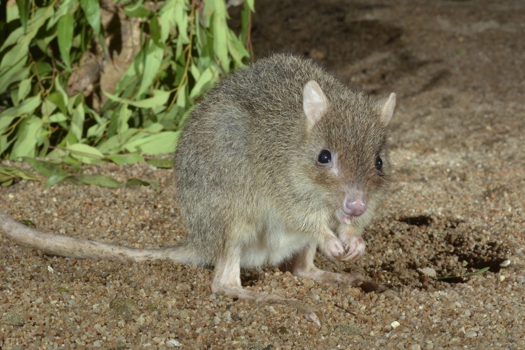 Thumbnail for Fenced in and free from harm: Race to protect tiny Aussie mammal