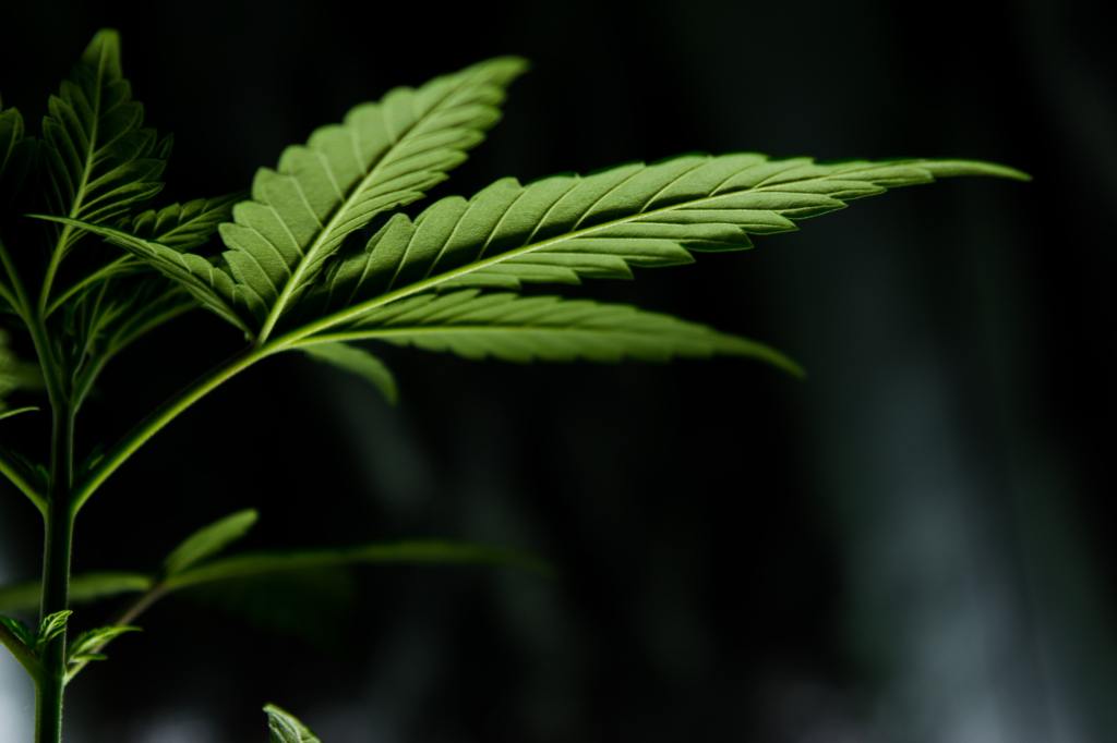 Thumbnail for Seven charged in $40 million Qld cannabis bust