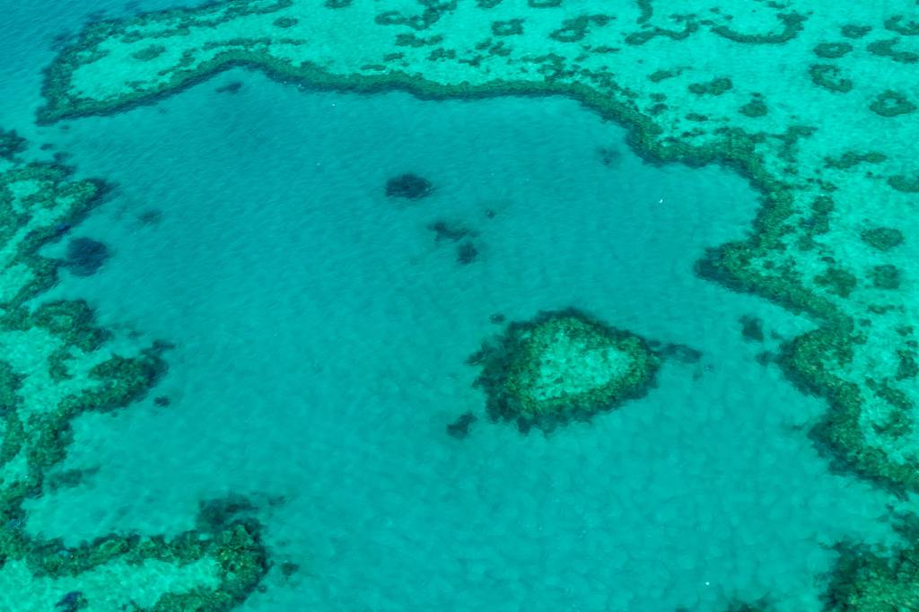 Thumbnail for Loved-up coral that spawns on cue is cupid’s arrow for reef science