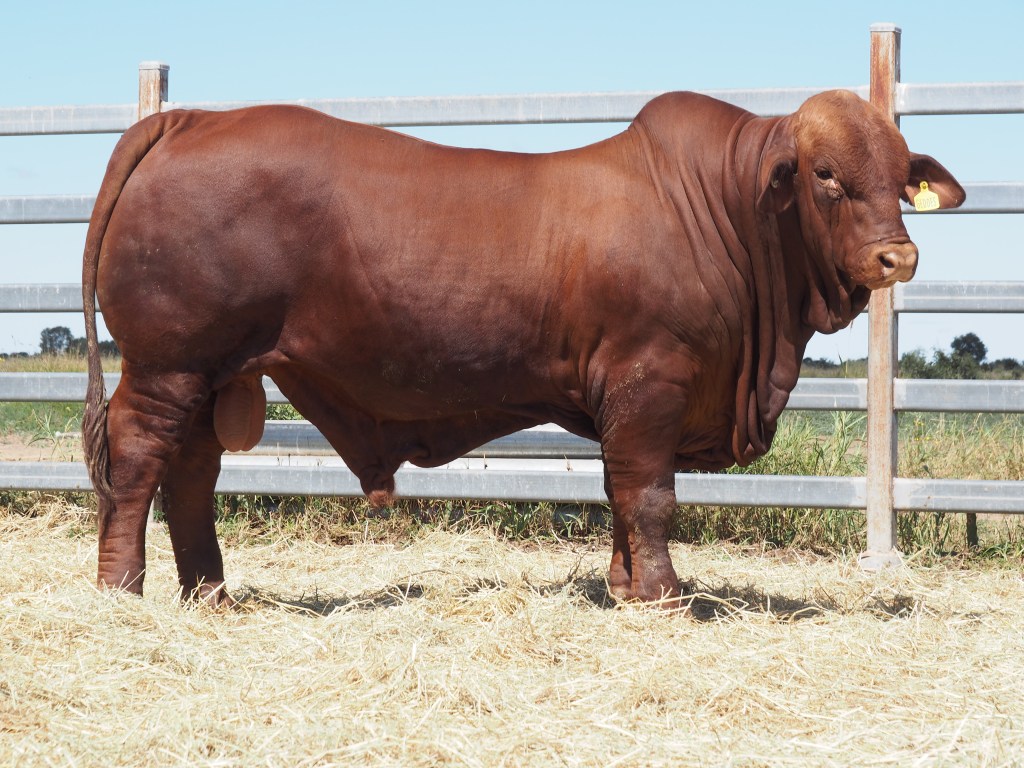 Thumbnail for Bang for their buck: Cattle buyers spend big on bulls they need to fire