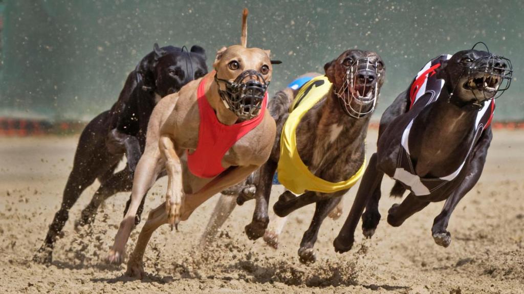 NSW Greyhounds have apologised about a bad-taste joke aimed at Broncos footballer Ezra Mam. (FILE IMAGE(