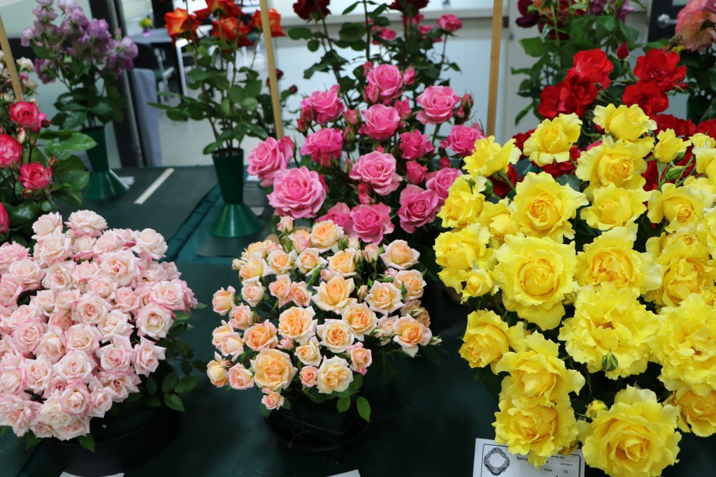 Thumbnail for Coming up roses: A new Adelaide gardening festival is blooming