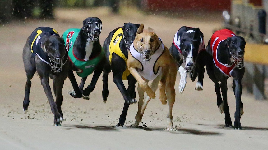 Thumbnail for Gone to the dogs: Purga on track as greyhounds’ new home