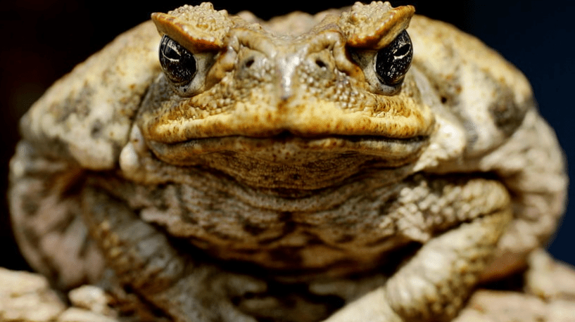 An early wet season is likely to increase cane toad numbers