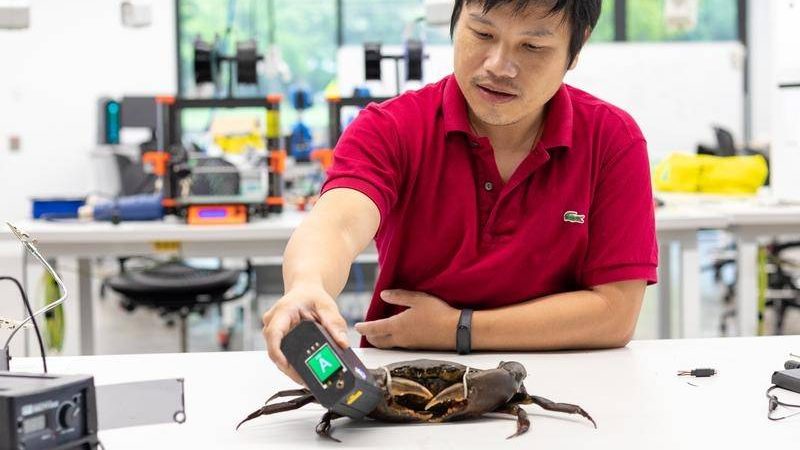 Thumbnail for Claw and order: University finds way to see how much meat is inside a mud-crab