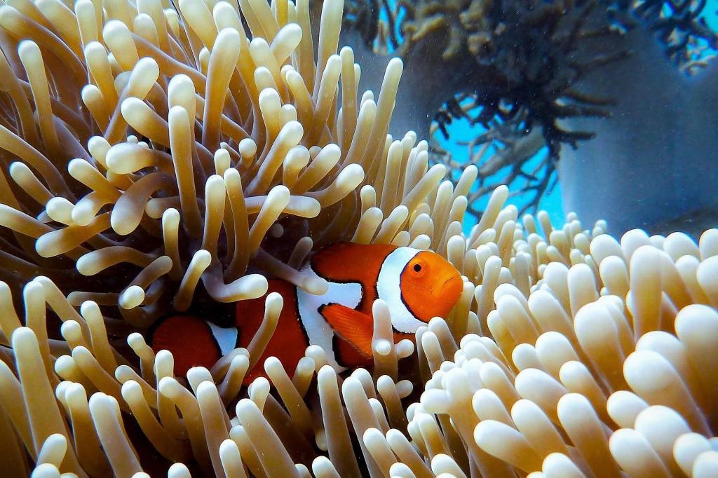 Thumbnail for Call for global research into reef fish as climate change bites