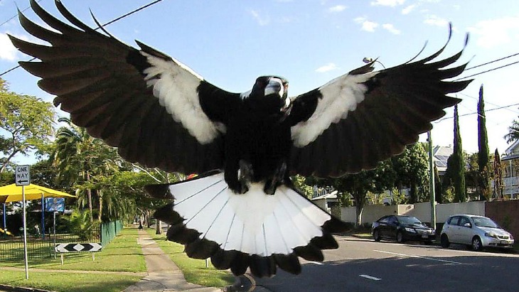 Thumbnail for Forgive me for getting into a flap, but why are we so keen to protect things that kill us?