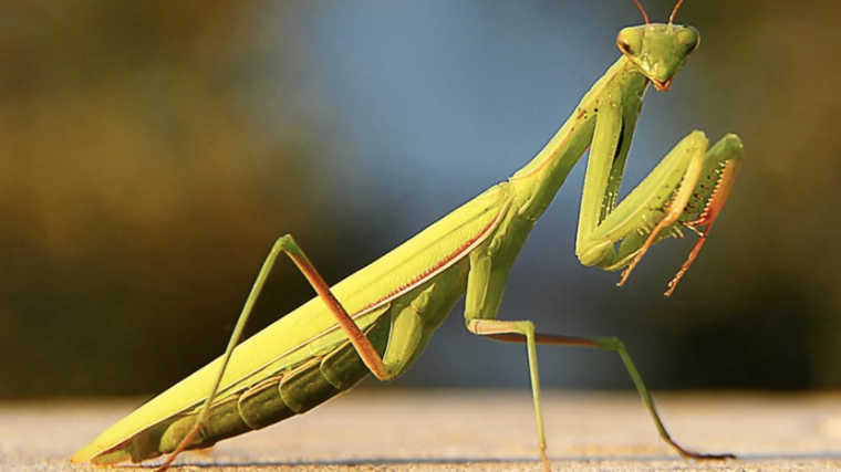 Thumbnail for Are we heading for an insect apocalypse? These scientists think so