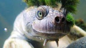 Thumbnail for Endangered ‘bum breathing’ turtles at risk if Santos plan gets nod