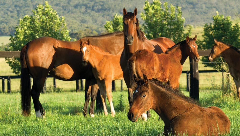 Thoroughbred horse studs were put ahead of open cut coal mining when a Queensland company was forced to operate beneath the surface. (file image).