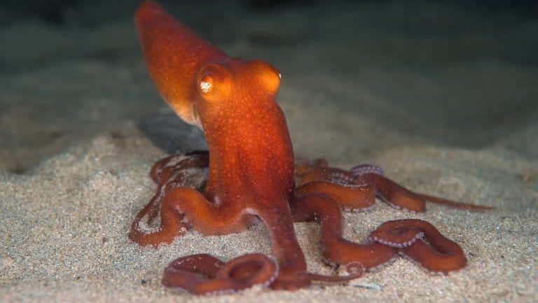 Thumbnail for It takes a killer to stop a killer – octopus venom may treat melanoma