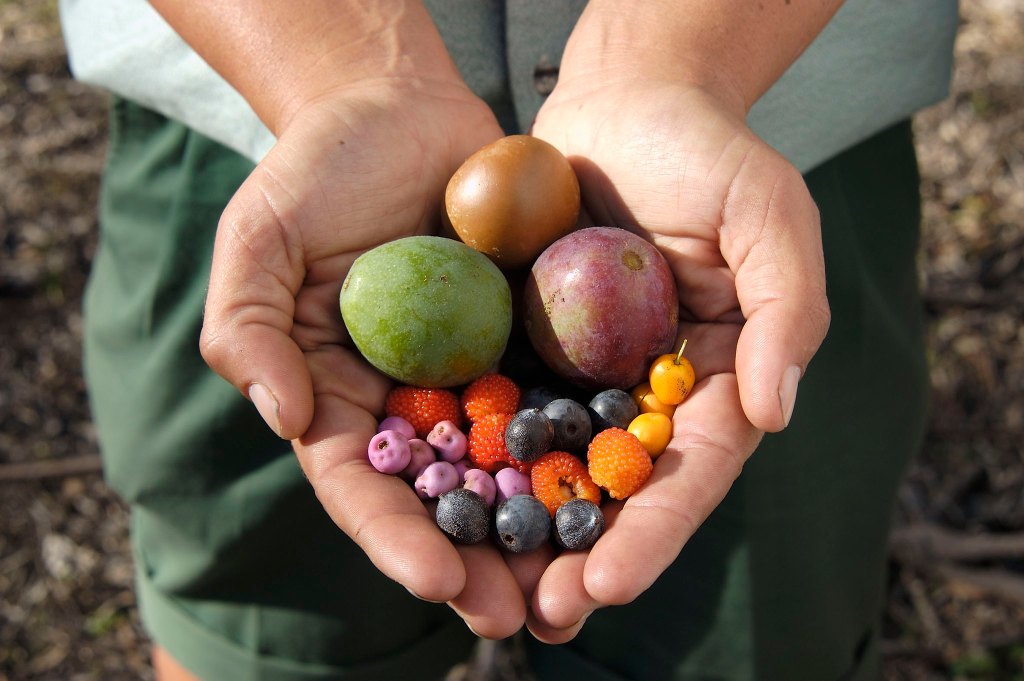 Thumbnail for Bush remedy: How native foods might make people and the planet healthier