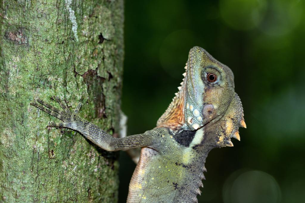 Thumbnail for Nowhere to hide: New weapon in war against wildlife smugglers