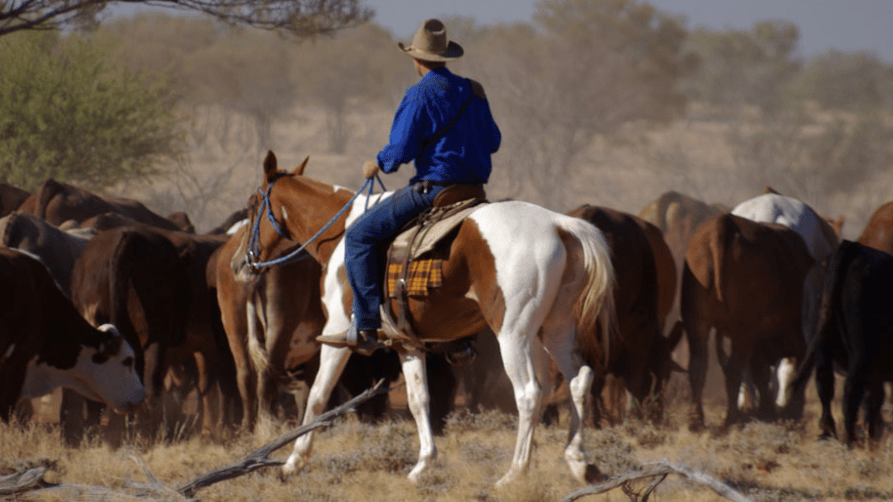 Thumbnail for Cattle king’s legacy: Gina Rinehart puts a big chunk of Qld up for sale