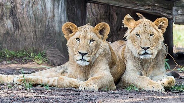 Five lions have been recaptured after escaping from their enclosure at Taronga Park Zoo. (Photo: Taronga)
