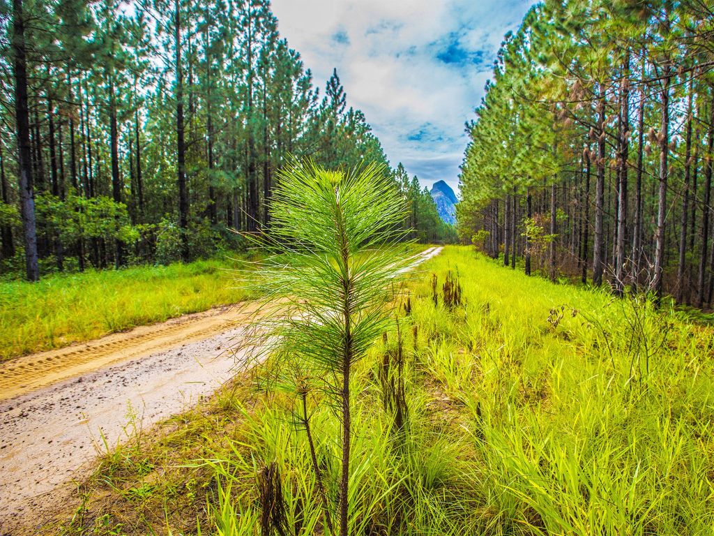 Thumbnail for At almost $30,000, are these the most expensive Christmas trees in Qld?