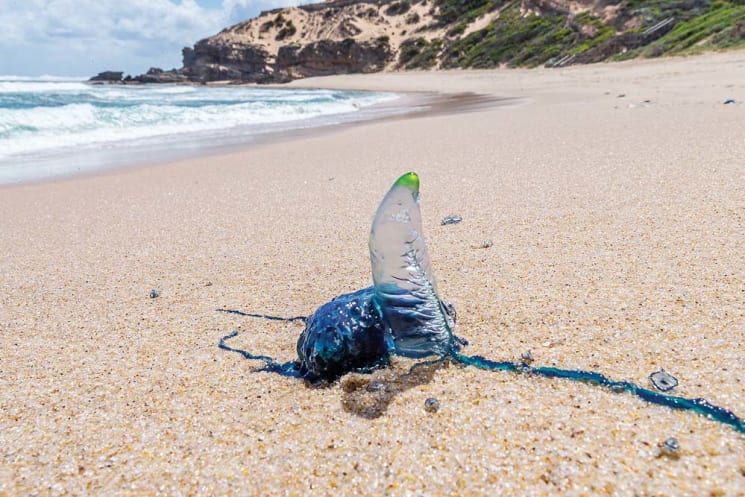 Thumbnail for Sun, surf and no bluebottles: Can science promise us a sting-free day at the beach?