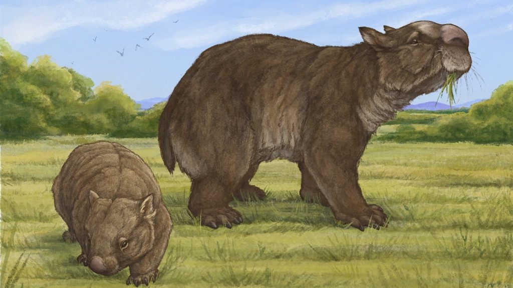 Thumbnail for Rocky stakes claim in world of giant wombats – this is the next big thing