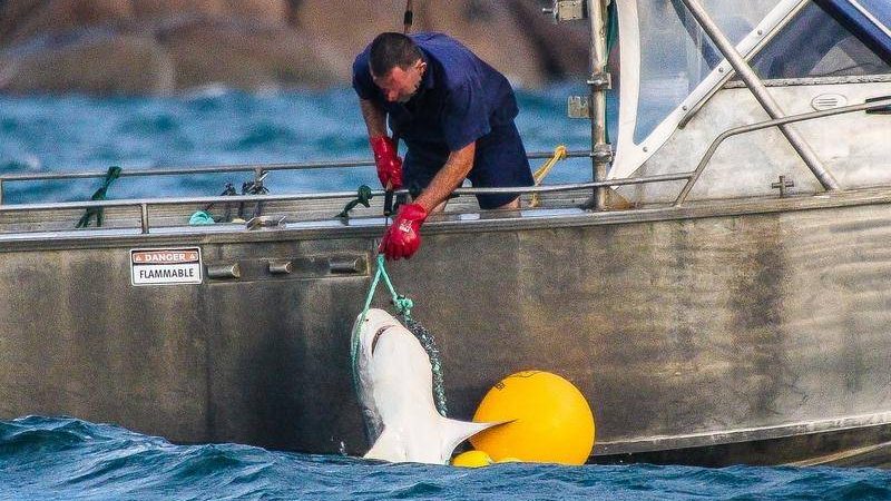 Thumbnail for Dead in the water: Shark kills take a massive bite out of government’s reef record