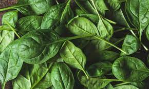 Thumbnail for Weed behind spinach illness identified – farm admits to mistake