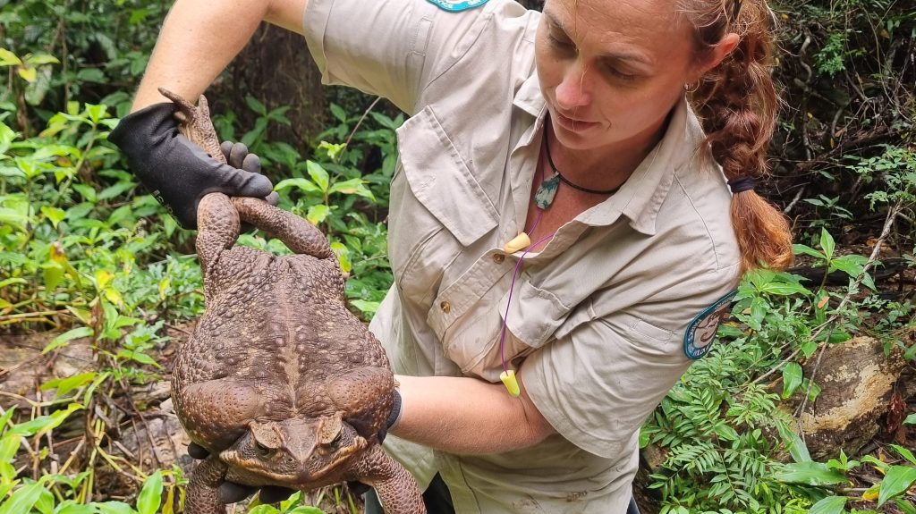 Thumbnail for First it was crocodiles on Straddie, now meet Toadzilla, the 2.7kg giant cane toad