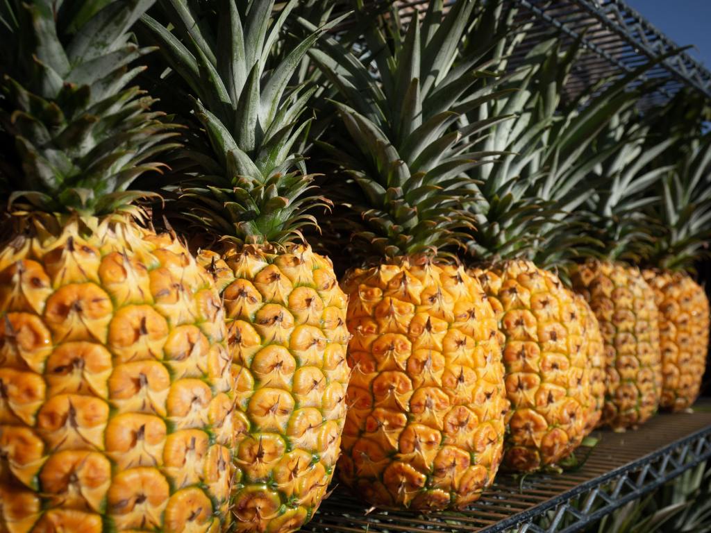Thumbnail for Make that two pina coladas and a large Hawaiian: Aussies urged to revel in pineapple glut
