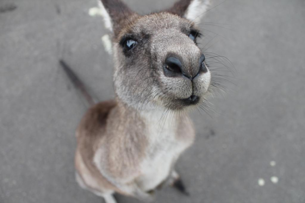 Thumbnail for Hoo-roo to all that: Another US state moves to ban kangaroo leather