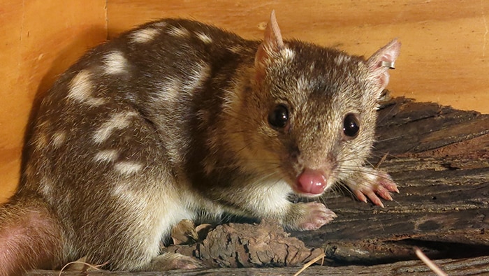 Thumbnail for Already in danger of extinction, this little quoll could be shagging itself to death