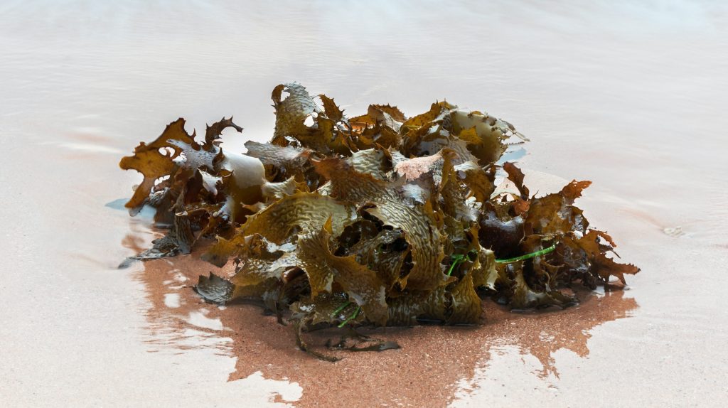 Thumbnail for Eat your greens: Seaweed’s huge potential examined