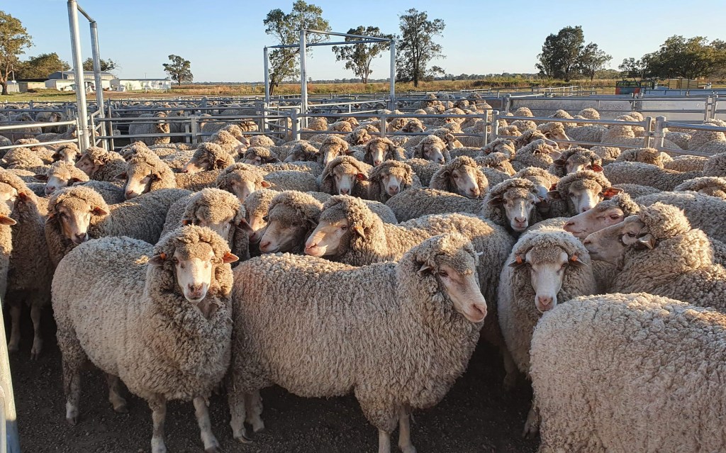 Thumbnail for Best baah-ddies: Research reveals stressed out sheep snuggle up over trauma
