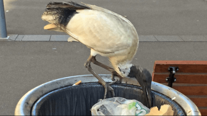 Thumbnail for Cruel act: Outrage as bin chicken, Brisbane’s unofficial mascot, shot with arrow