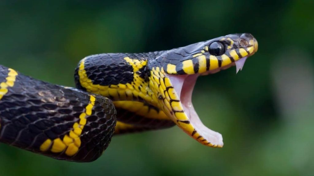 Thumbnail for Listen up: Snakes can hear us much better than you think