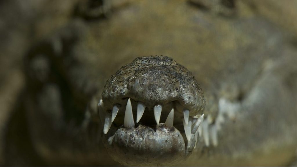 Thumbnail for Would-be croc hunter lands in hot water over freshwater fishing