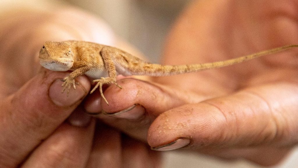Thumbnail for Dancing spiders, parasite wasps: Why our amazing wildlife keeps getting wilder